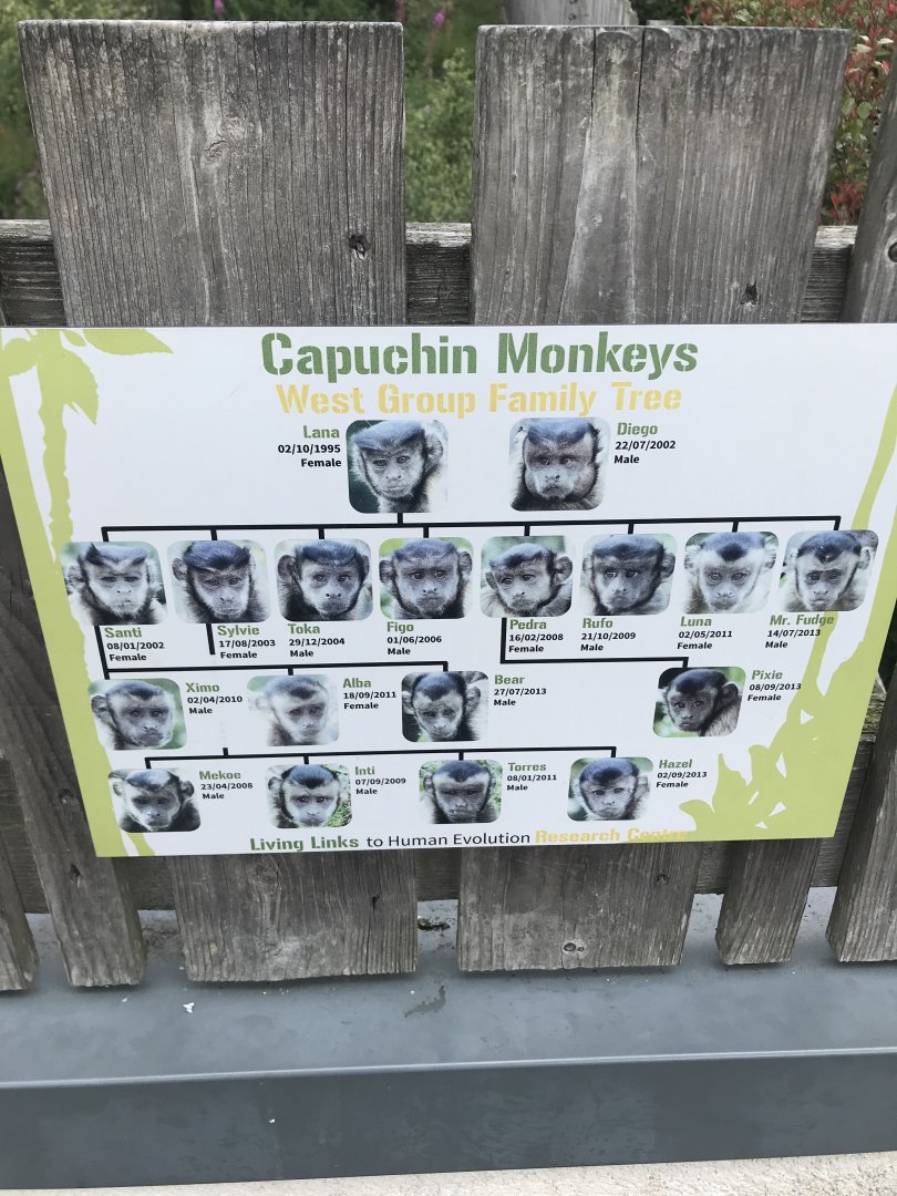 Capuchin family tree
