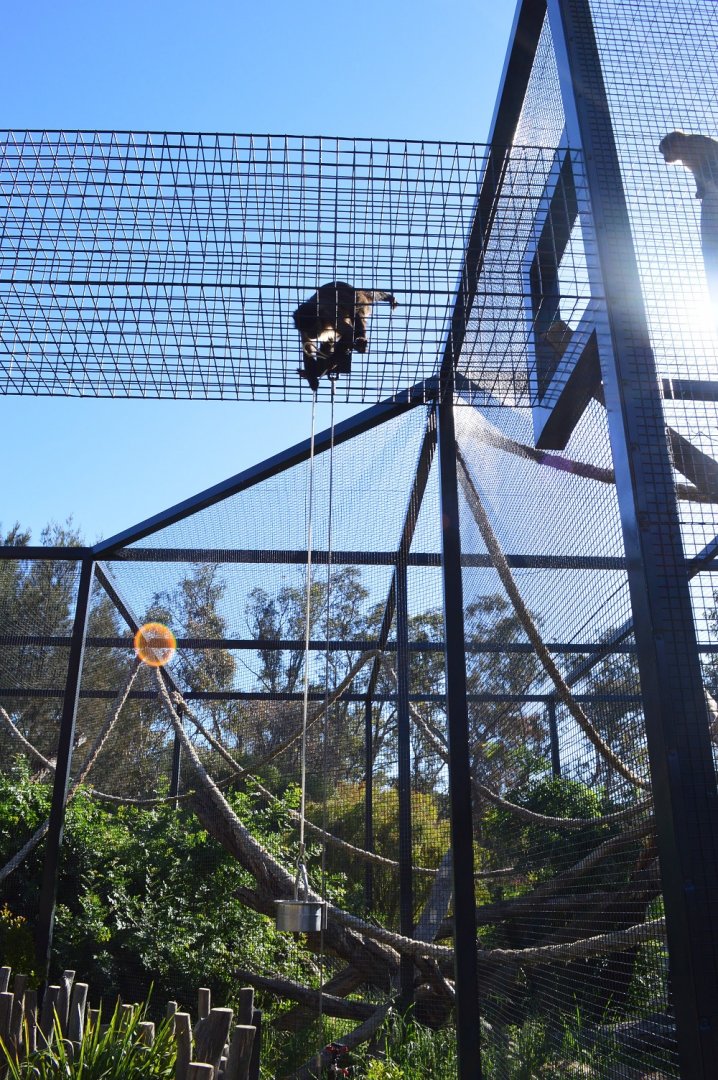 Capuchin Feeder Bucket