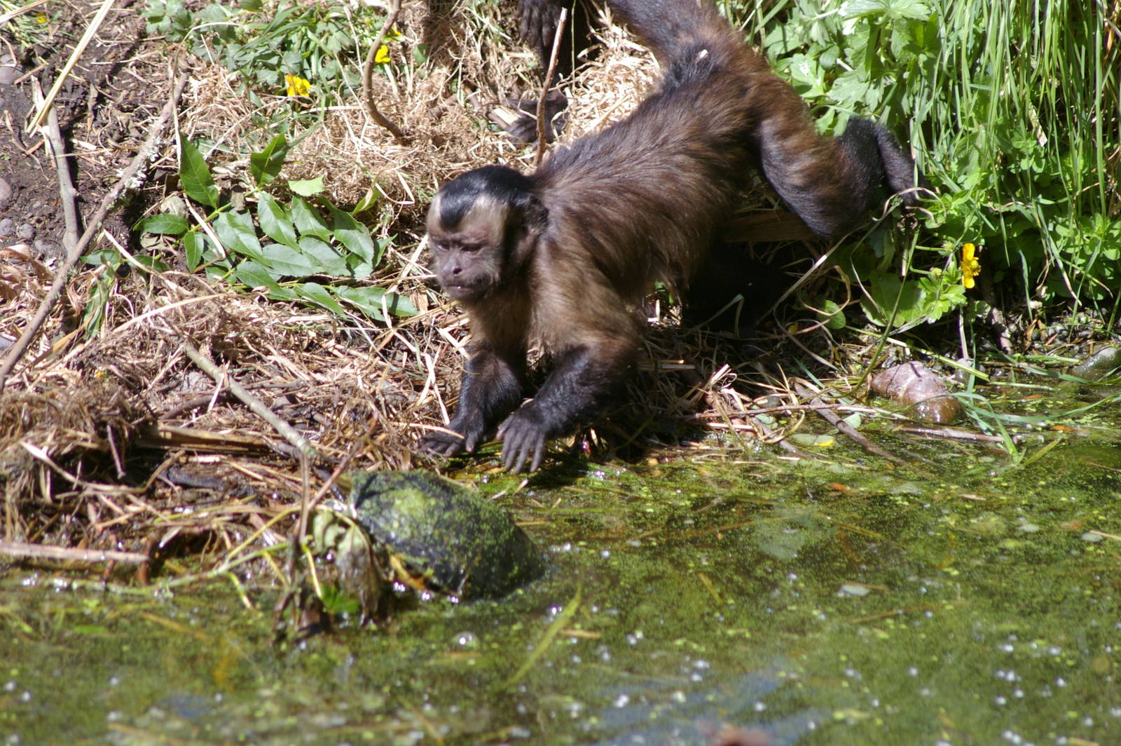 capuchin harrassing turtle