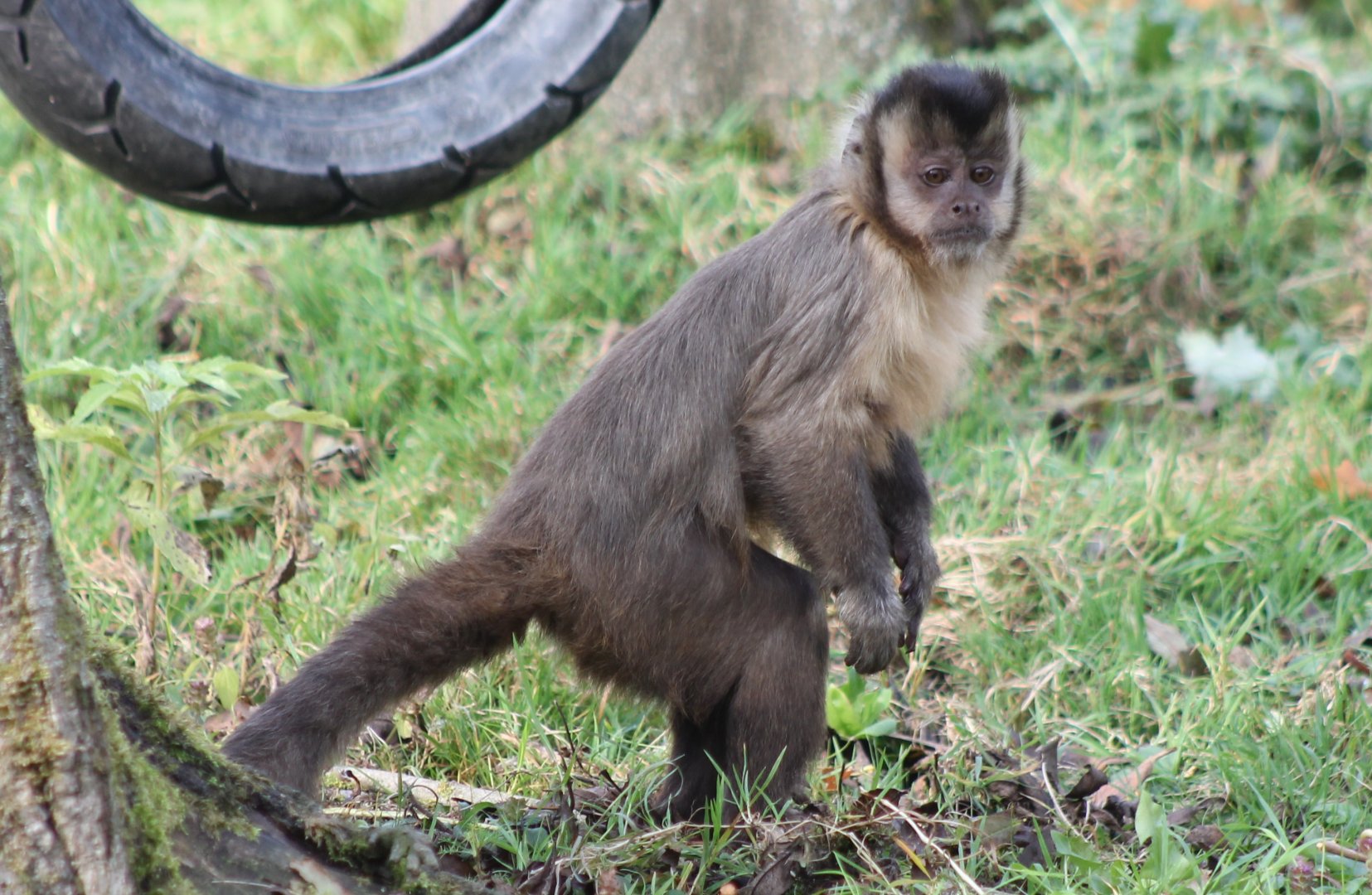 Capuchin ID