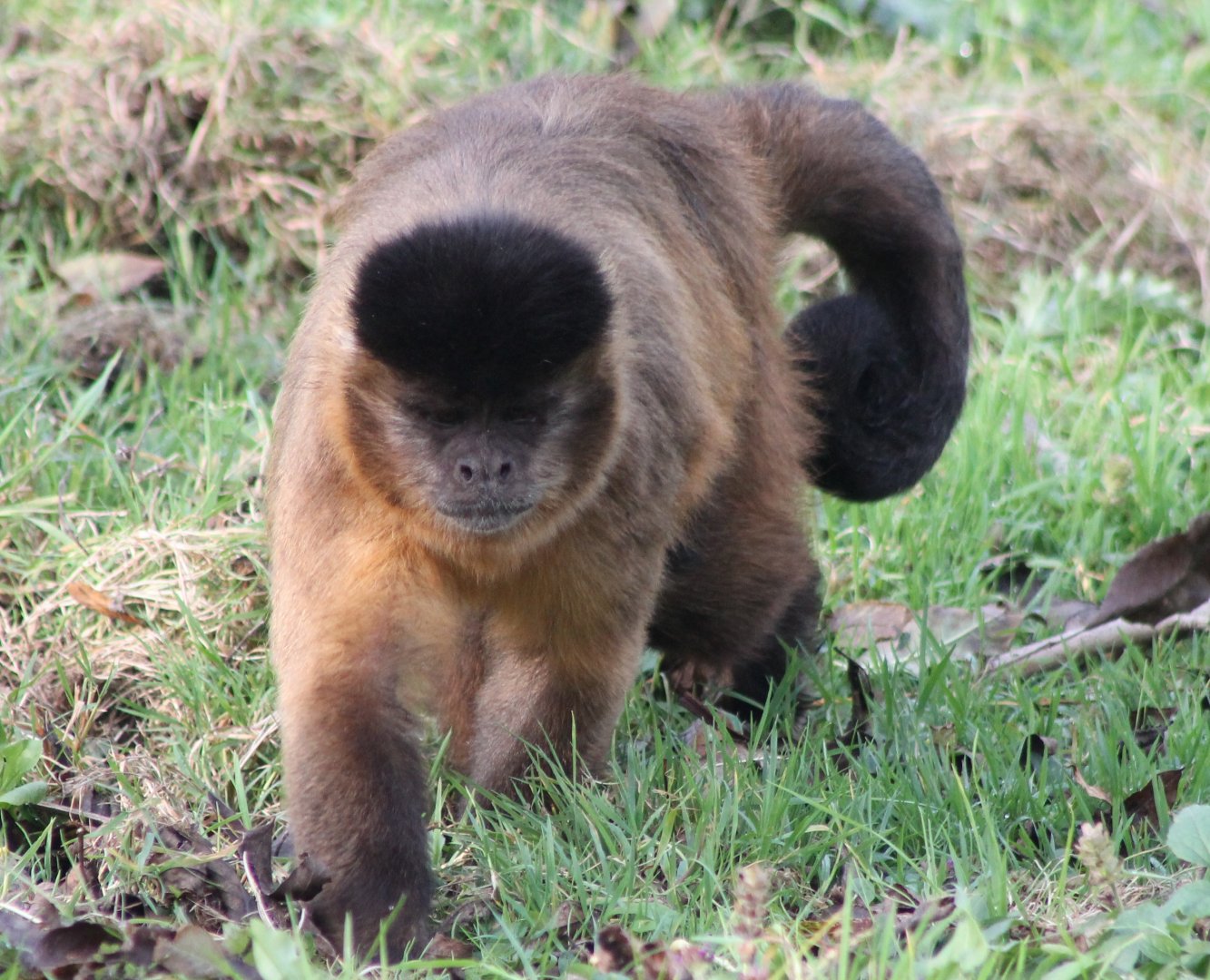 Capuchin ID