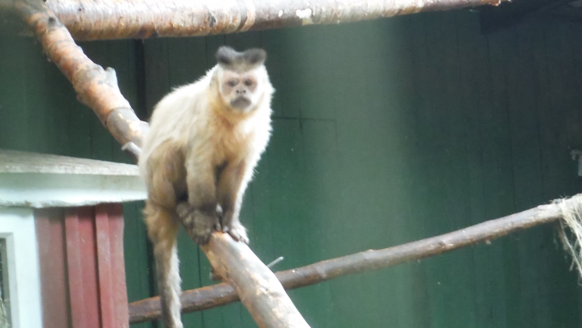 Capuchin id
