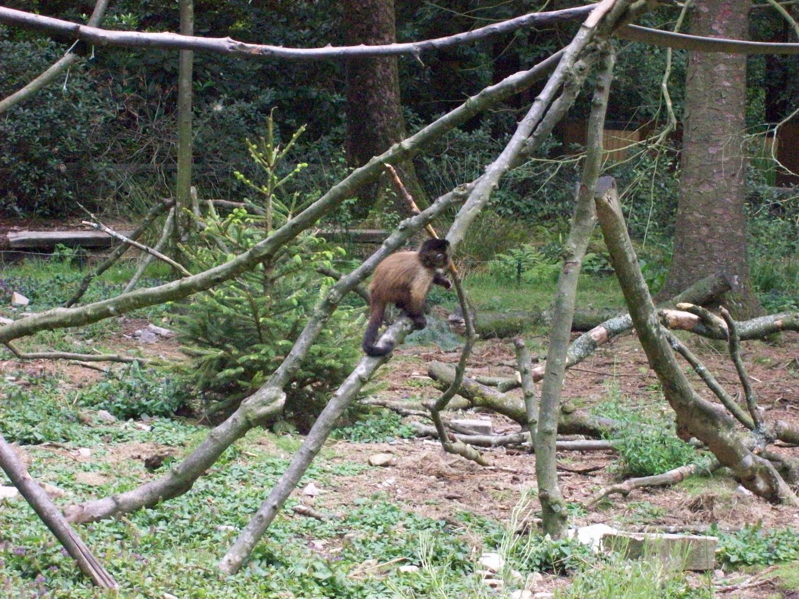 capuchin in monkey islands