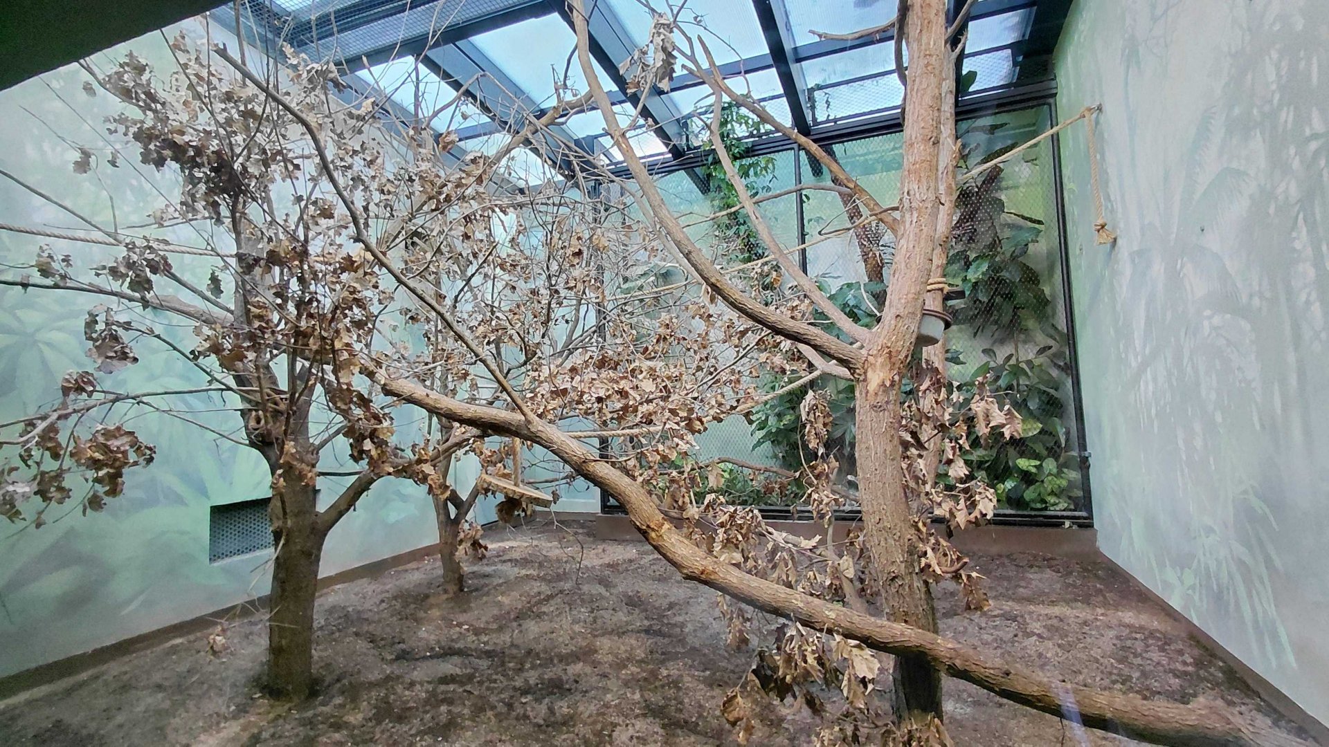 Capuchin indoor exhibit