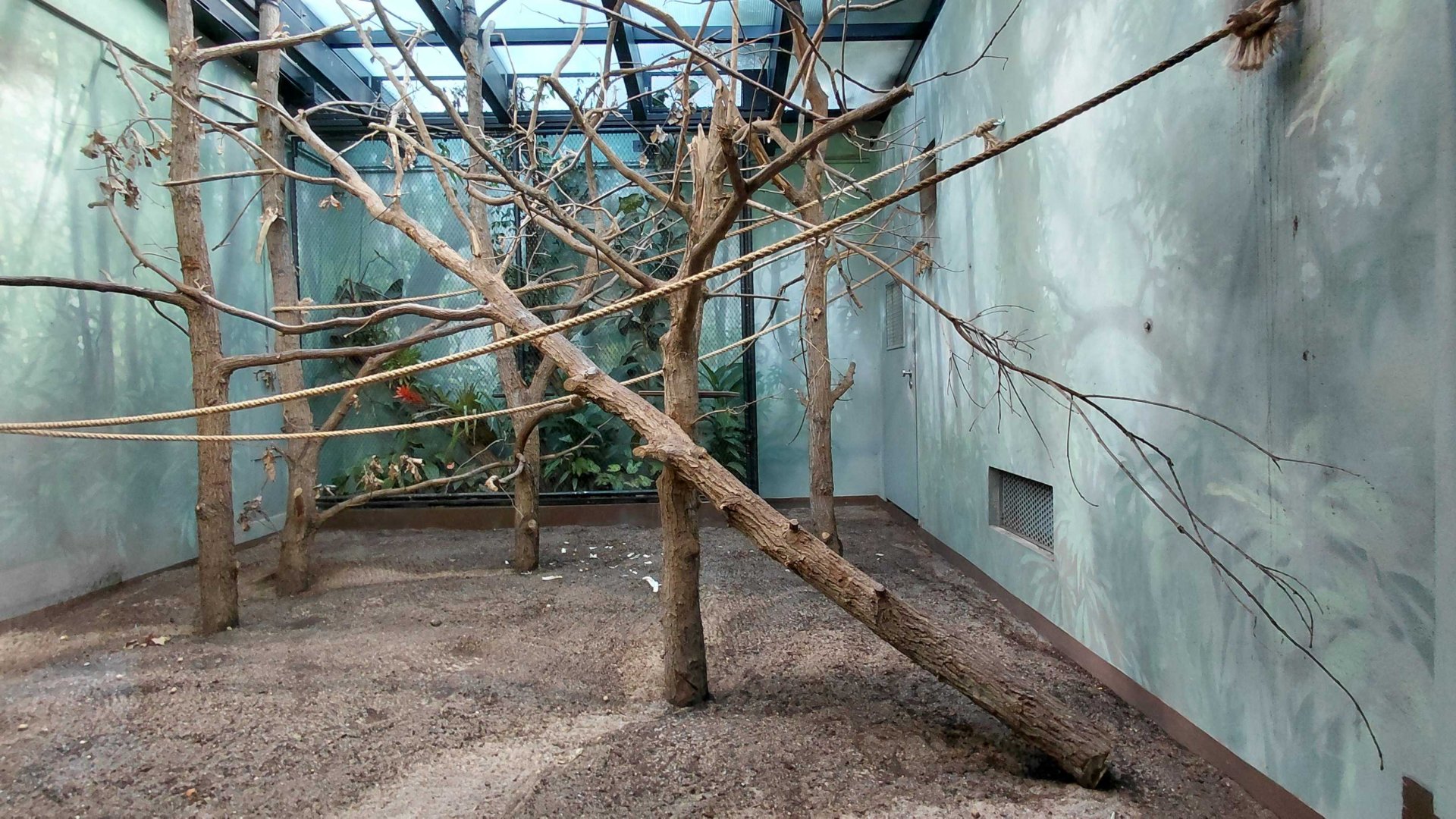Capuchin indoor exhibit