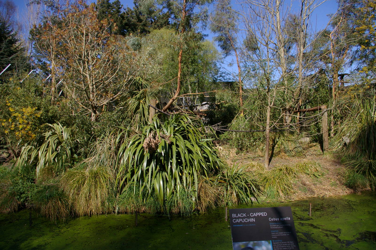 capuchin island, 2008