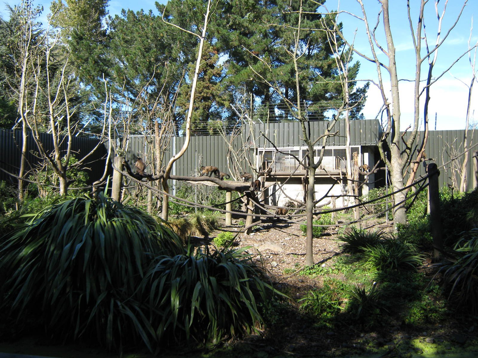 capuchin island, 2011