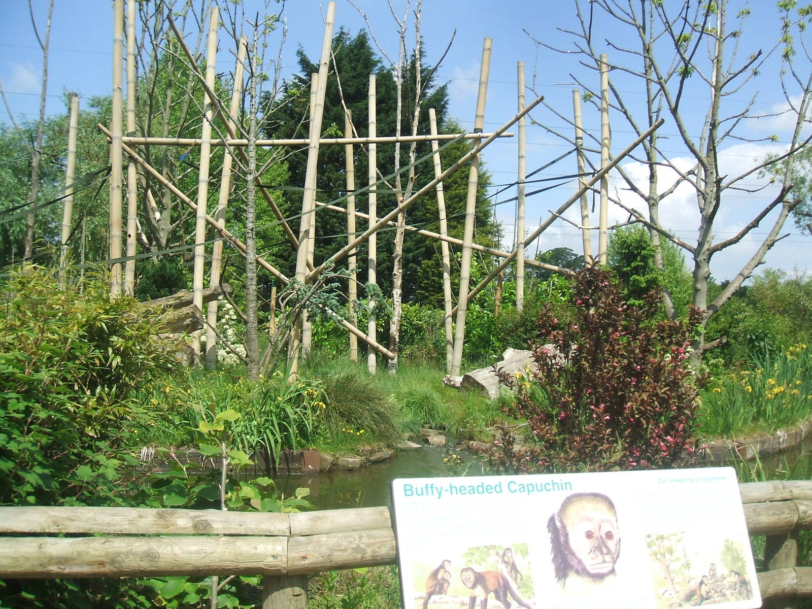 Capuchin Island at Chester Zoo