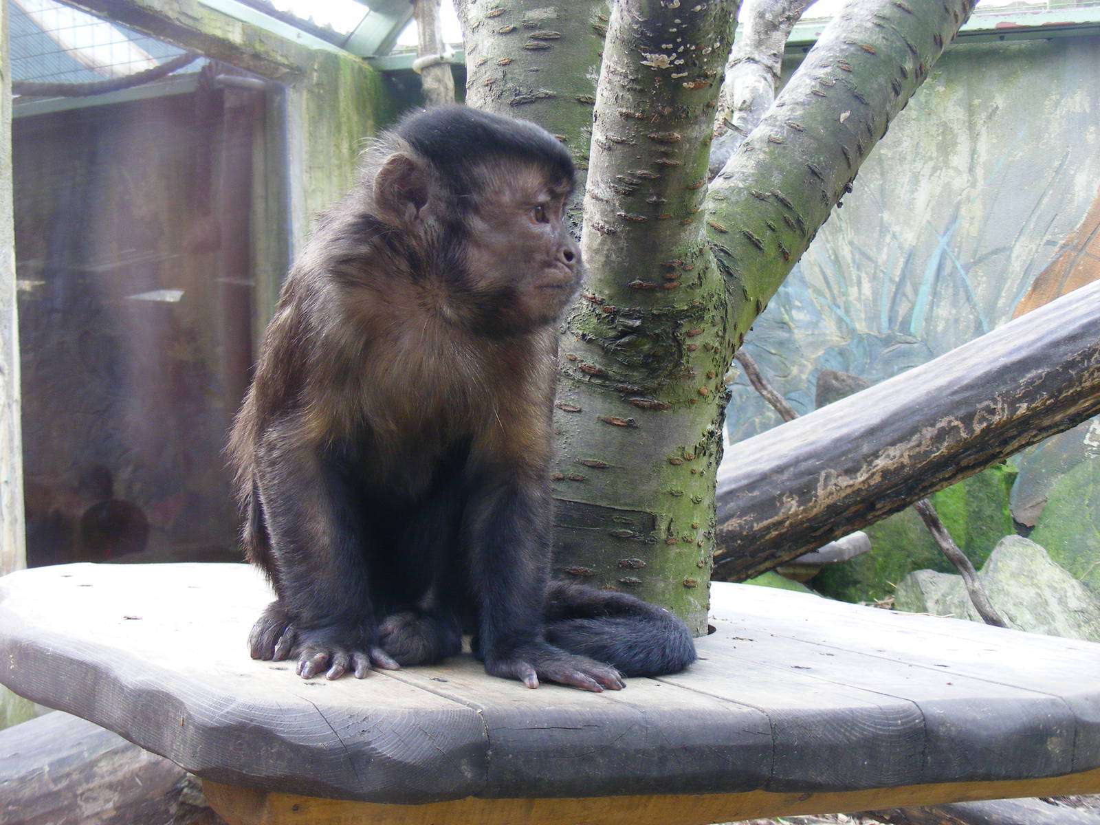 Capuchin monkey at Drusillas Park, 20 March 2011