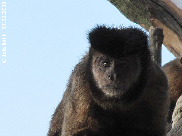 Capuchin monkey at Zoo Hellbrunn Salzburg