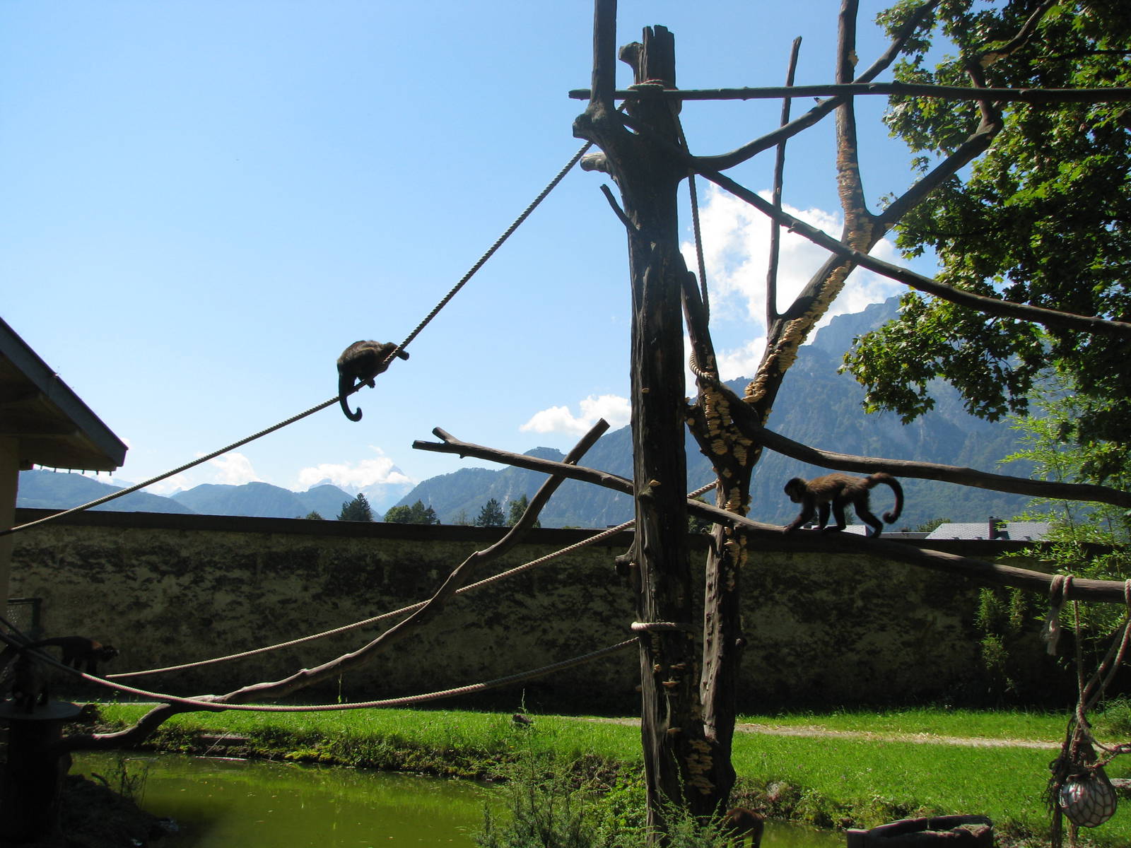 Capuchin monkey - August 2011