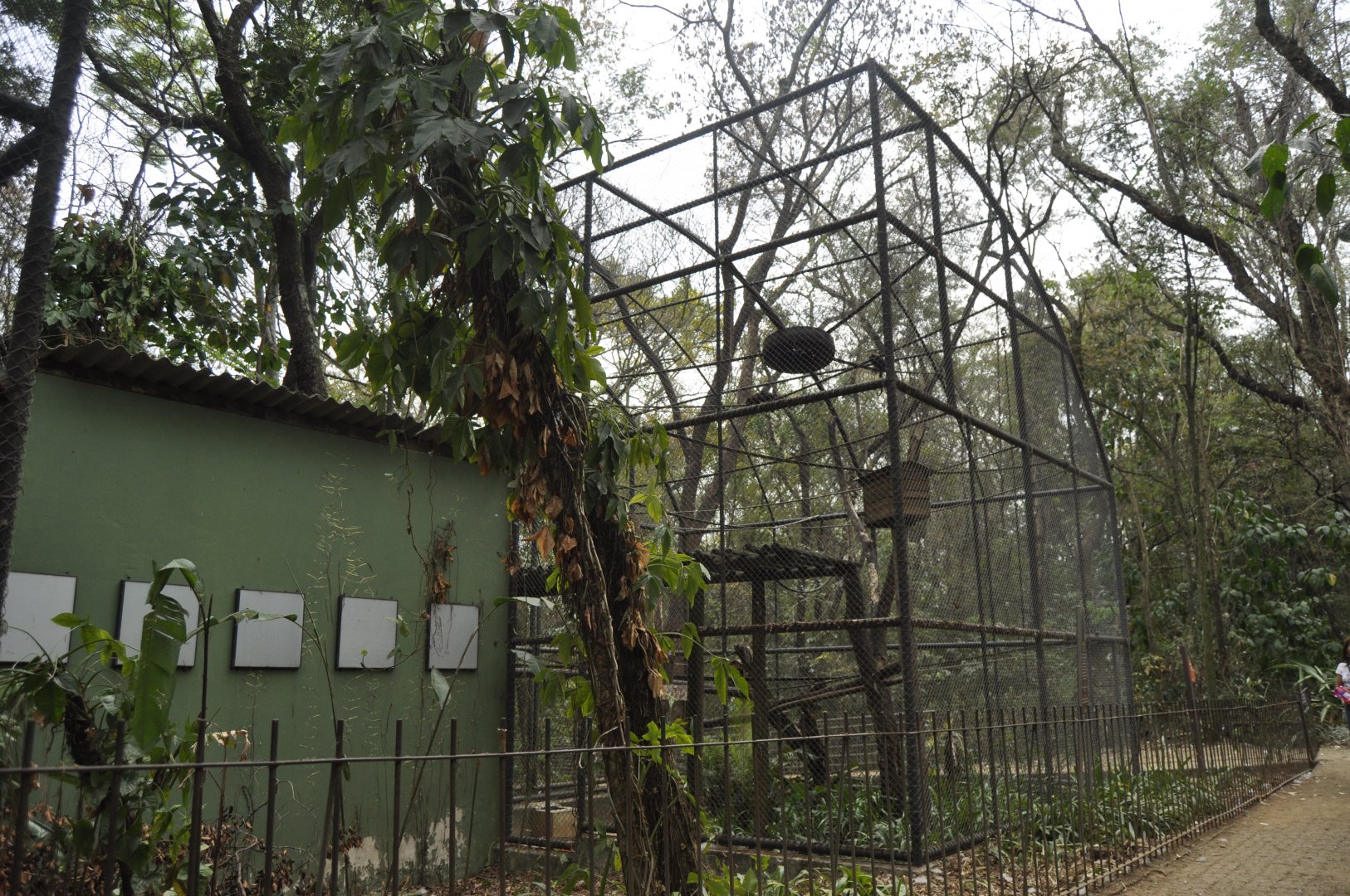 Capuchin monkey aviary