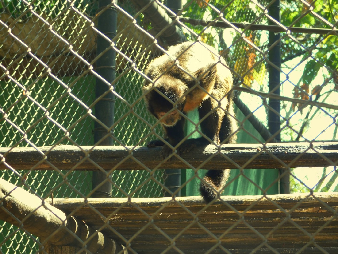 Capuchin monkey - Belo horizonte zoo