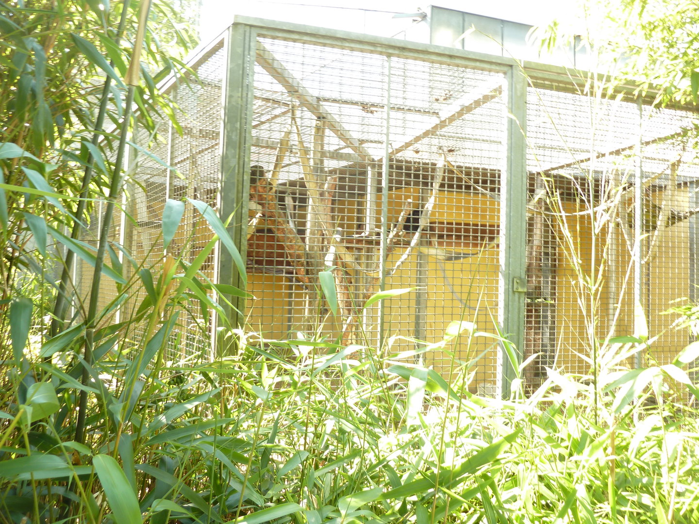 Capuchin monkey cage