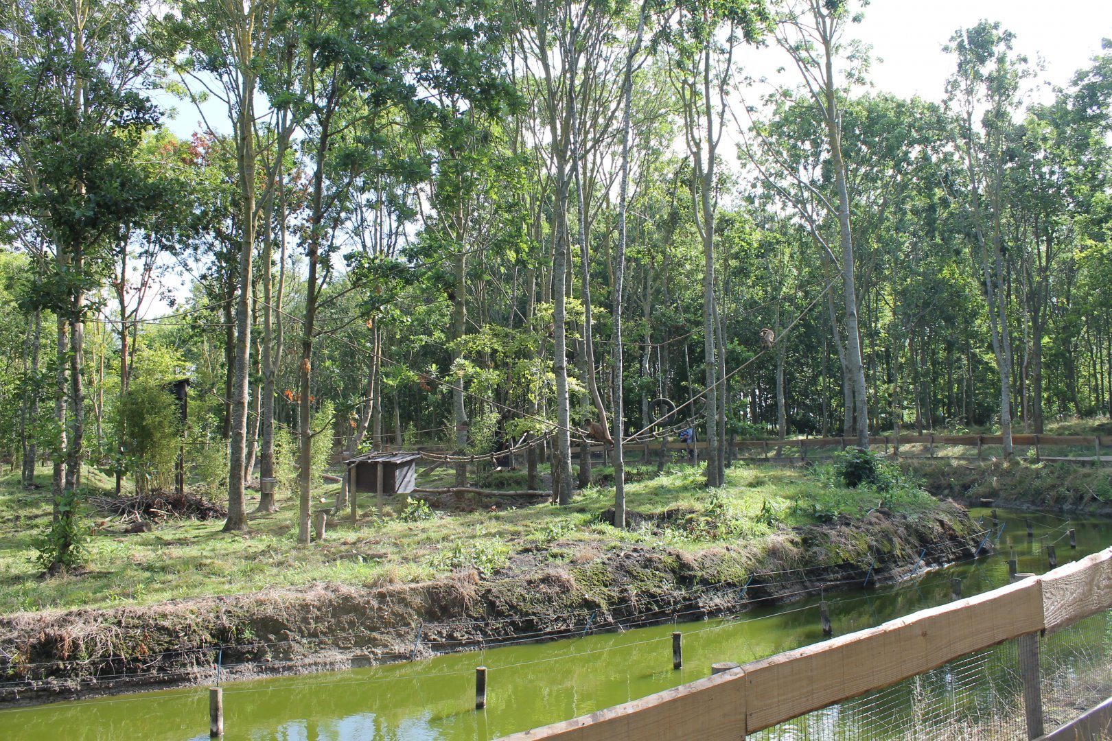 Capuchin monkey - Coati Enclosure