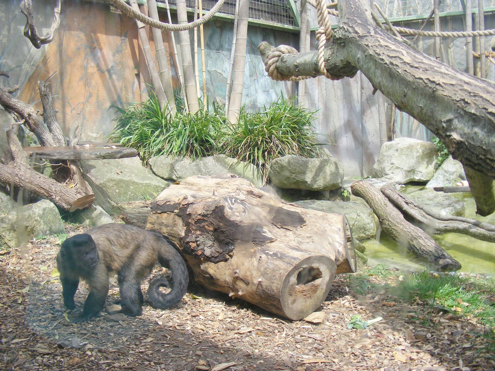 Capuchin monkey enclosure at Drusillas Park, 23 May 2009