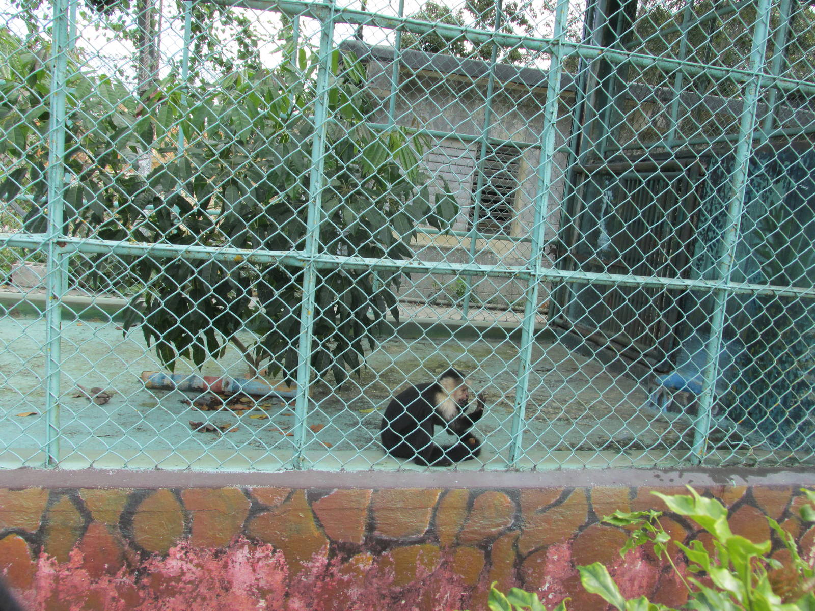 capuchin monkey exhibit zoologico nacional