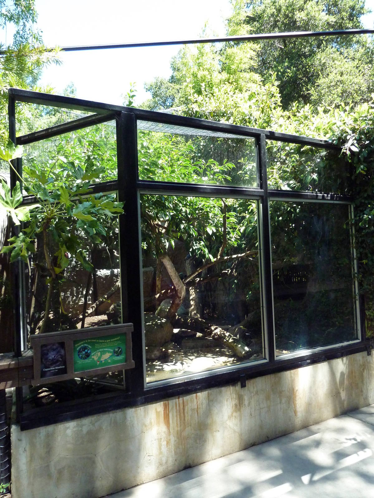 Capuchin Monkey Exhibit