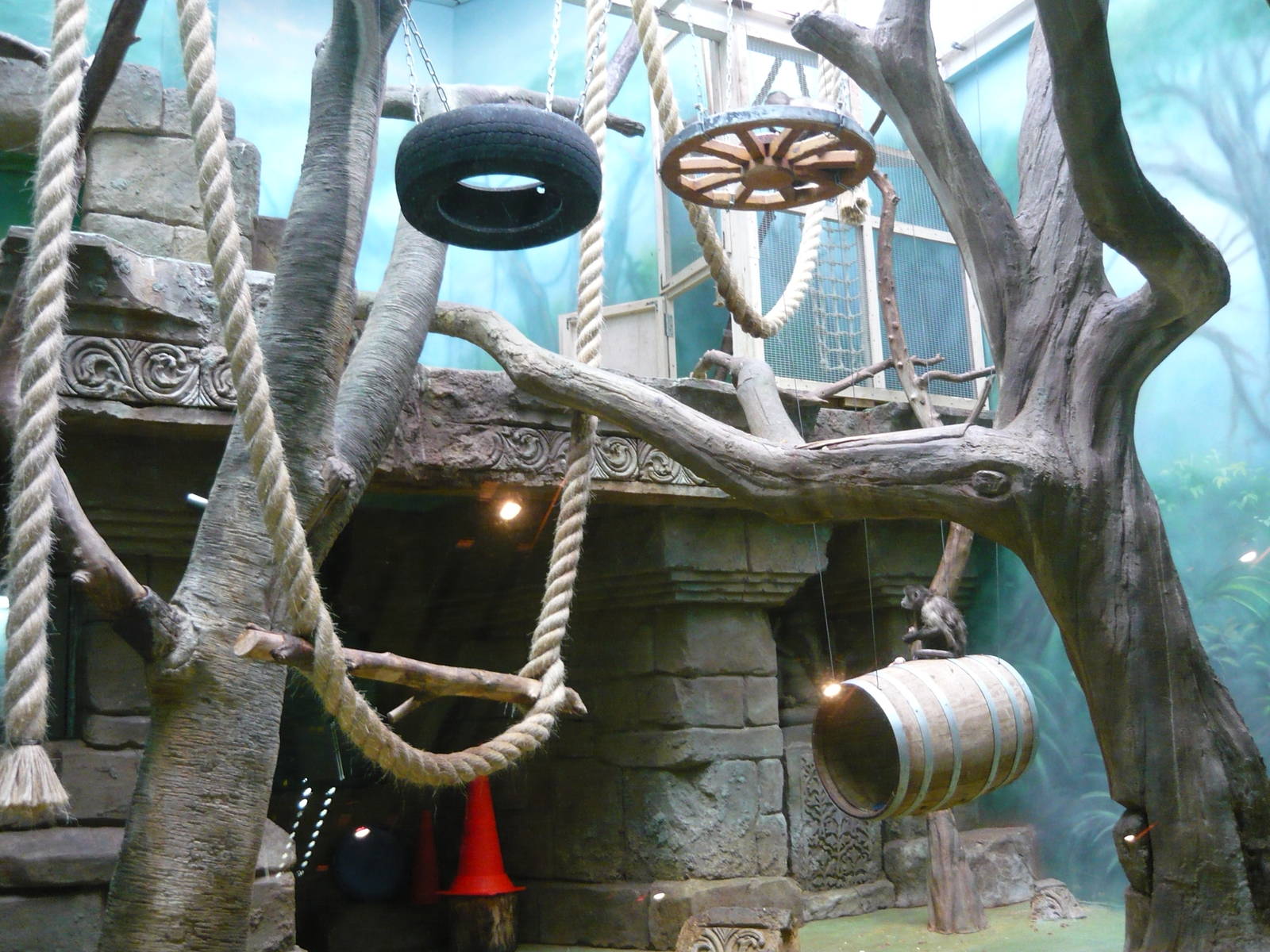 Capuchin monkey exhibit