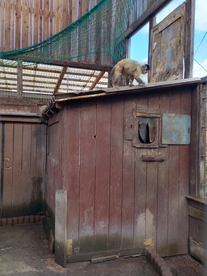 Capuchin monkey exhibit