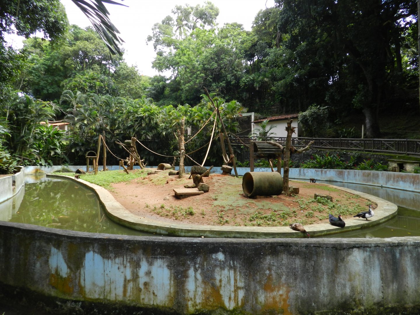 Capuchin monkey island - Salvador zoo (PZGV)