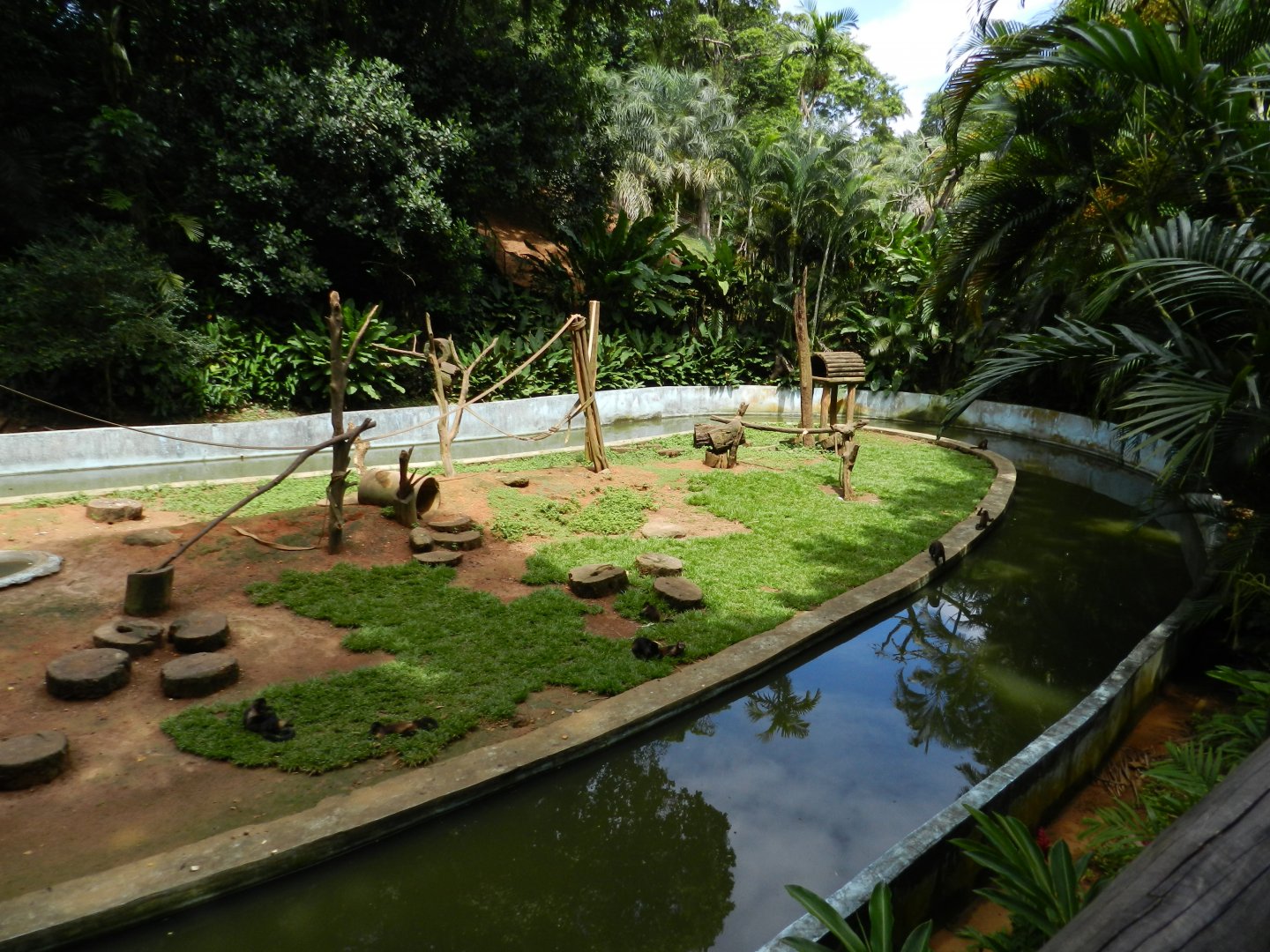 Capuchin monkey island - Salvador zoo (PZGV)