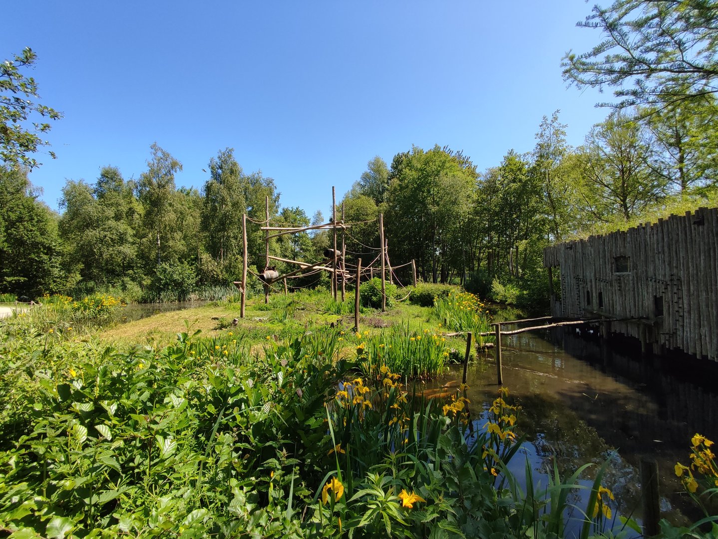 Capuchin monkey island