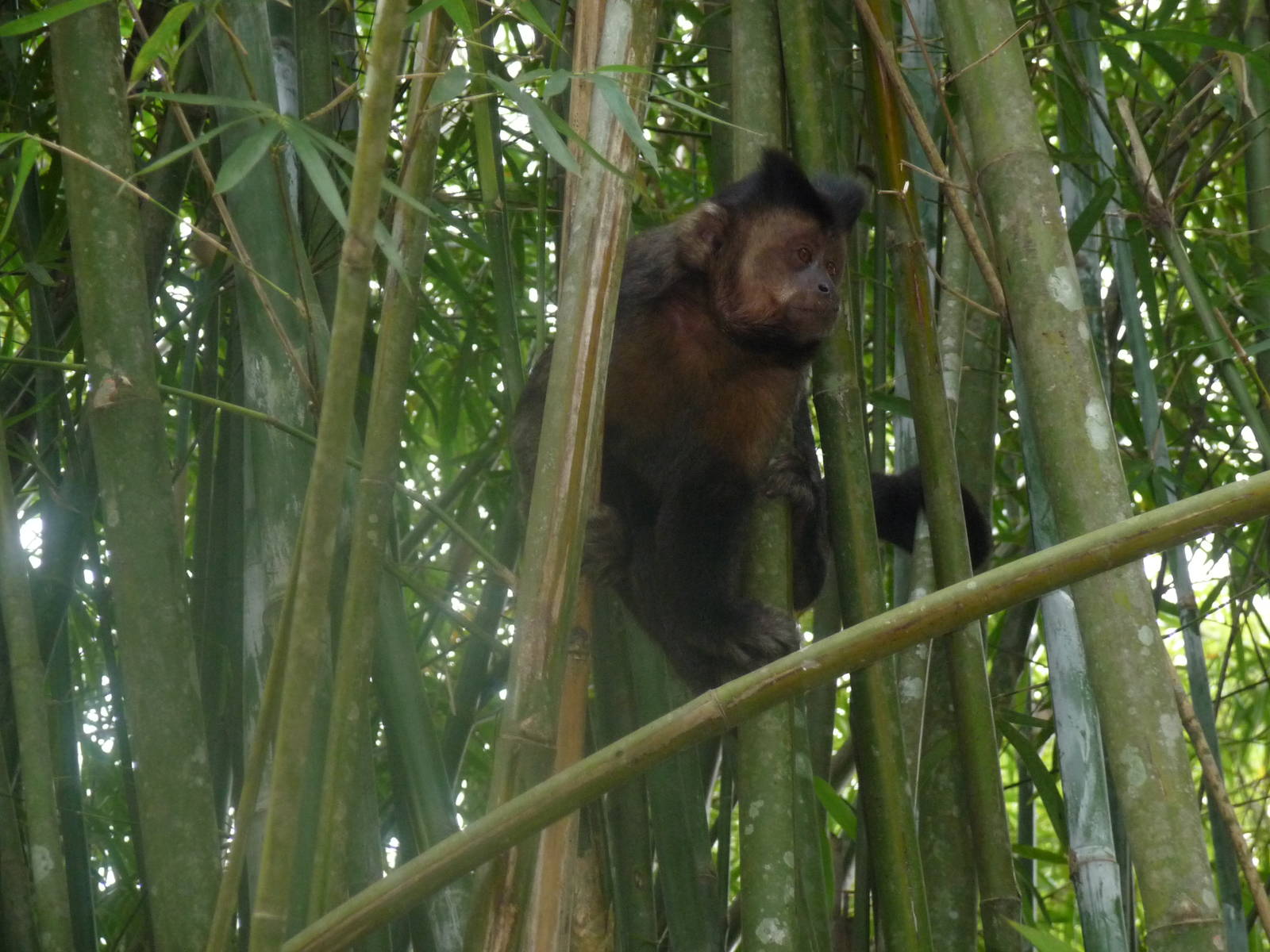 capuchin monkey jardin botanico rio de janiero