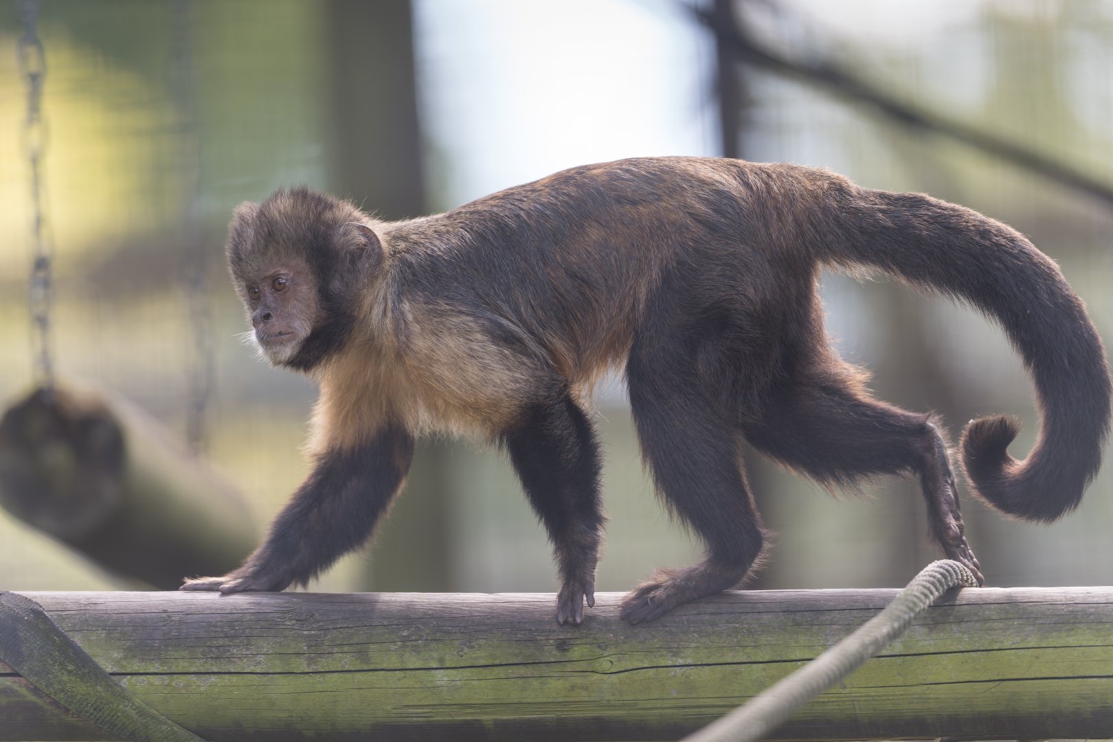 Capuchin monkey, Shepreth, UK