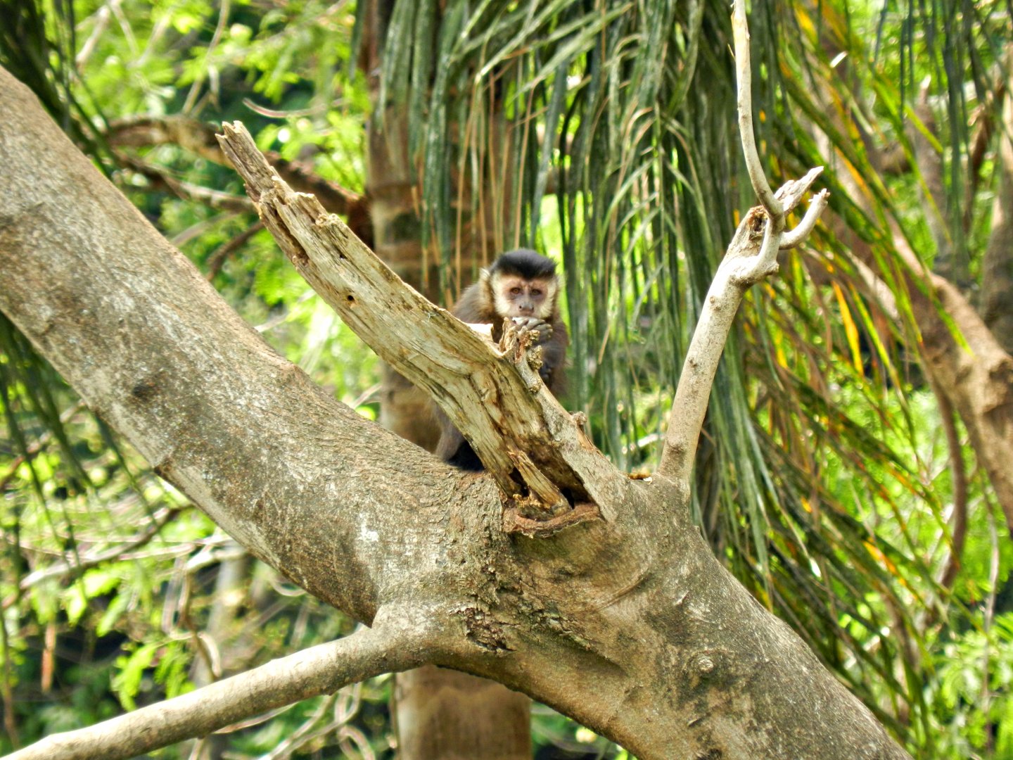 Capuchin monkey - Sorocaba zoo (PZMQB)