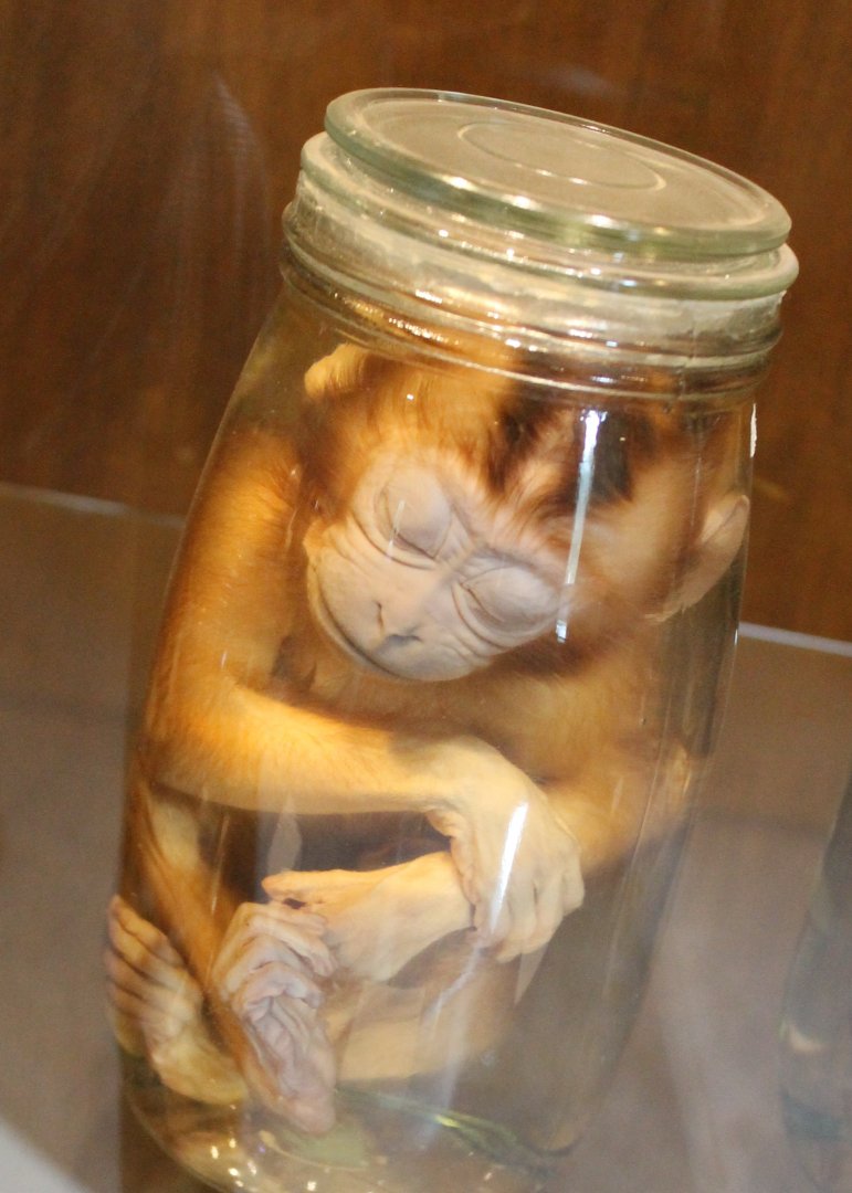 Capuchin monkey young on formaldehyde