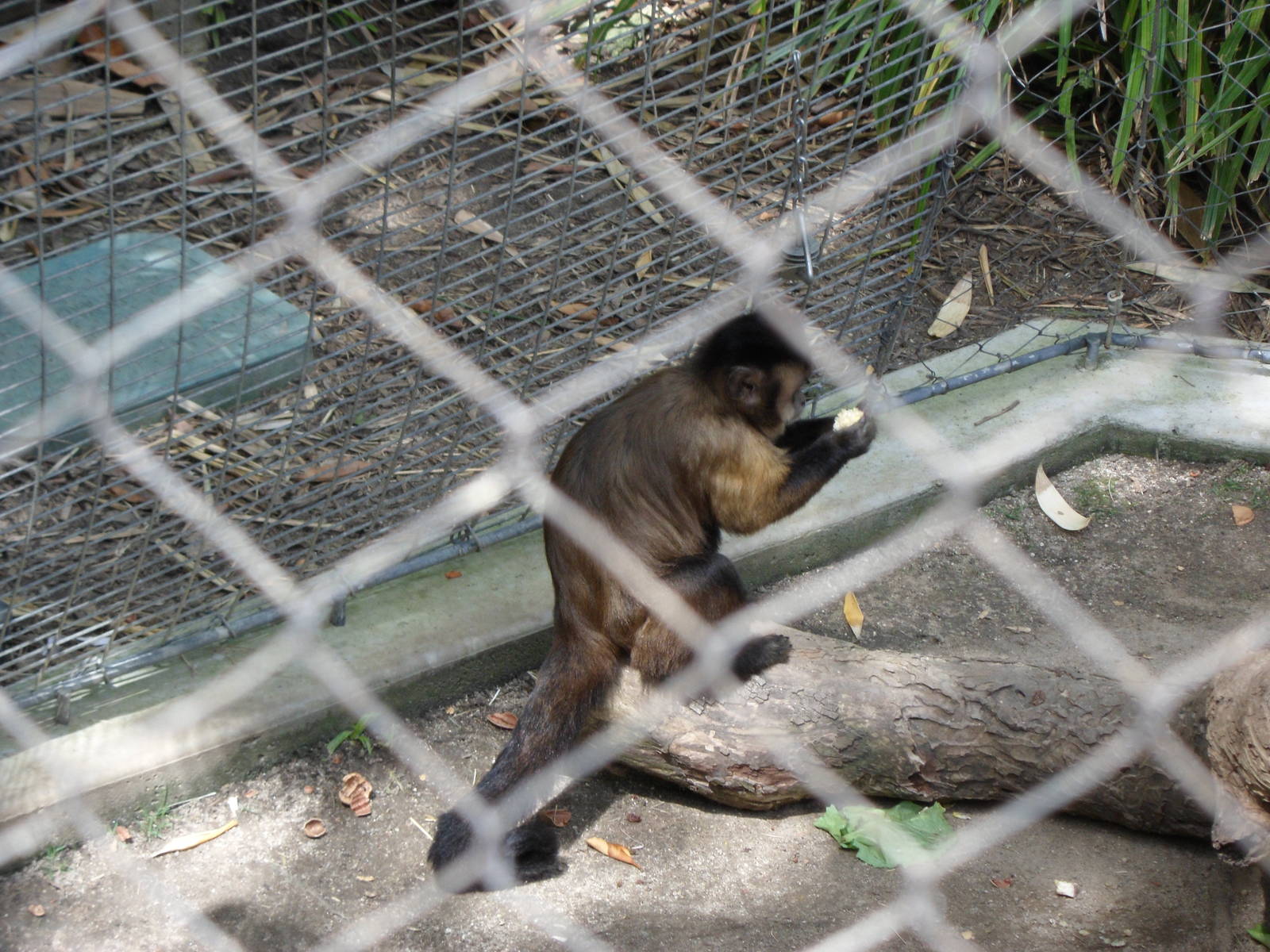 Capuchin Monkey