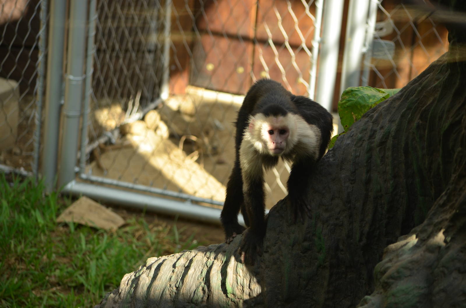 Capuchin Monkey