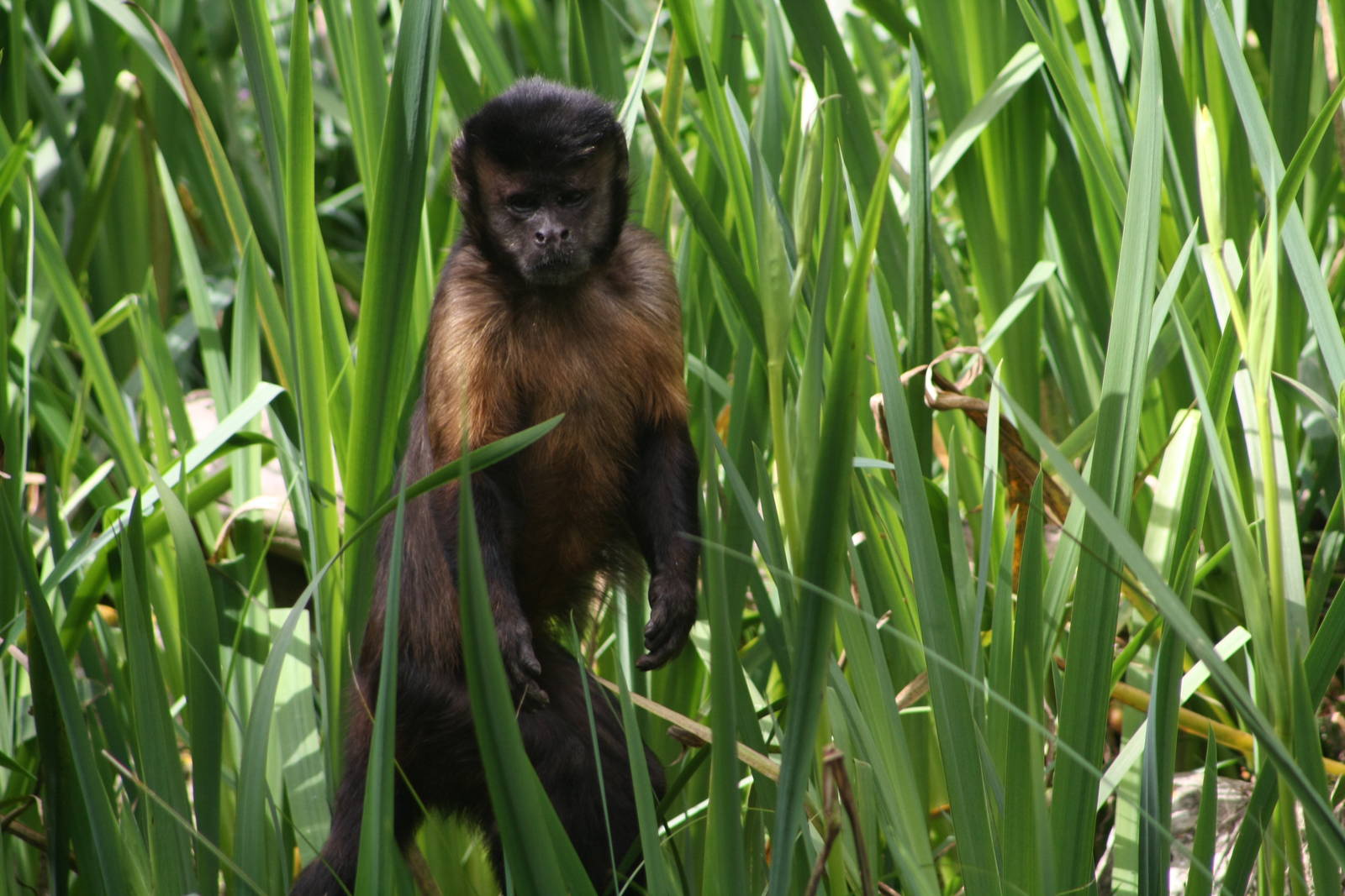 Capuchin Monkey
