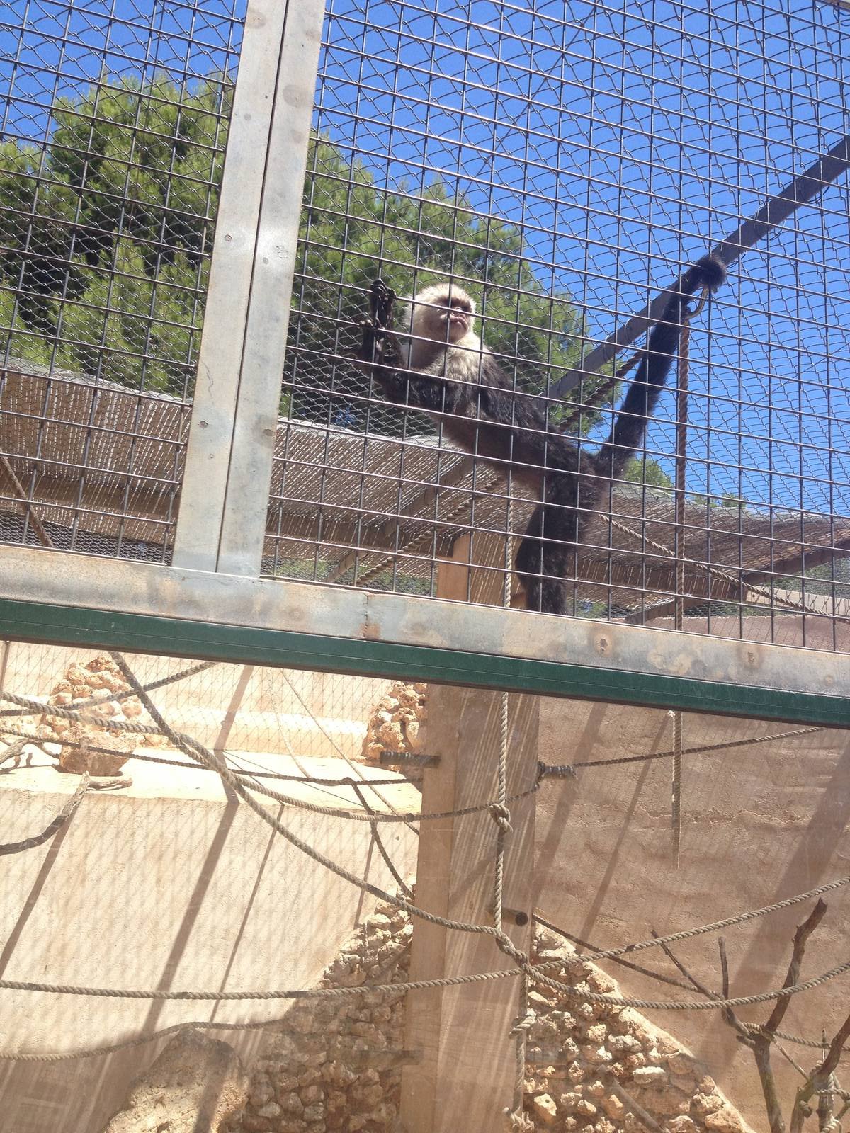 Capuchin Monkey