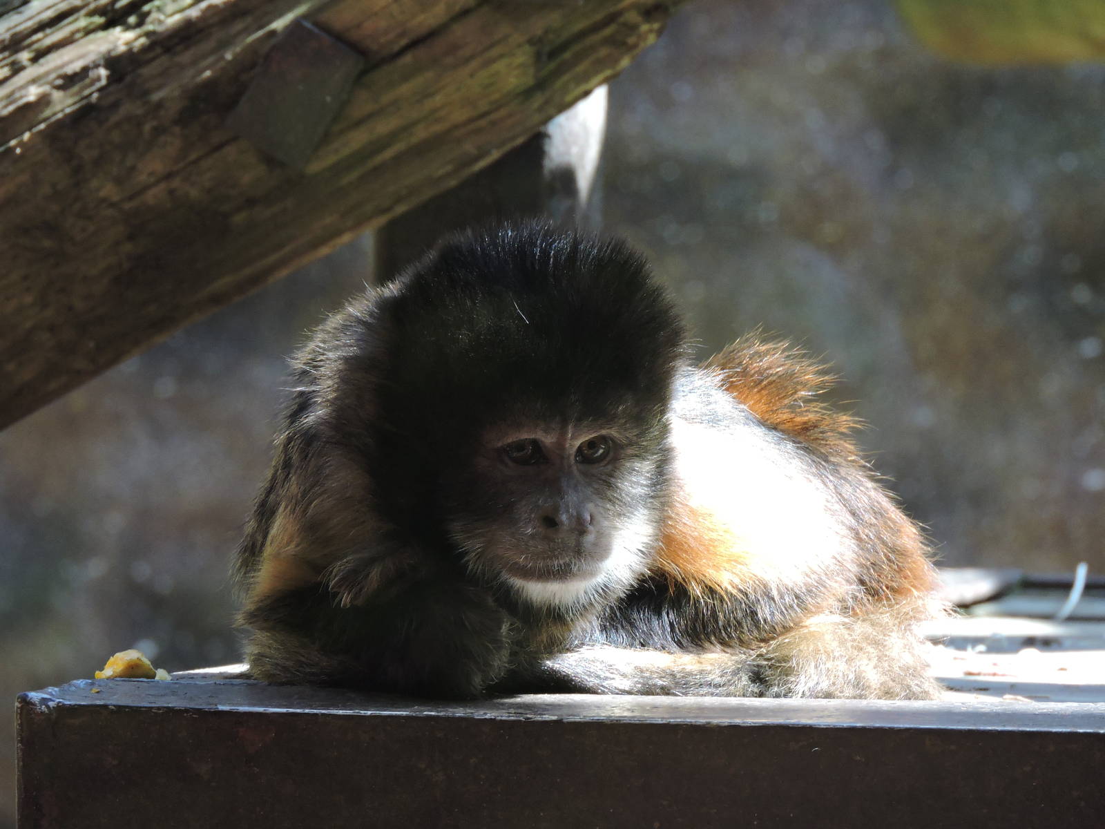 Capuchin Monkey
