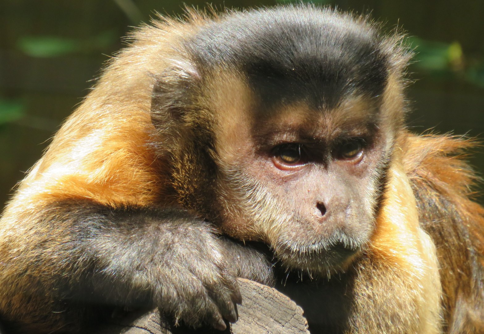 Capuchin monkey