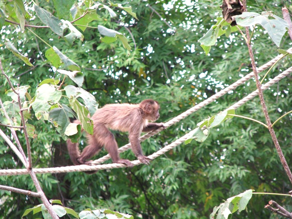 Capuchin monkey