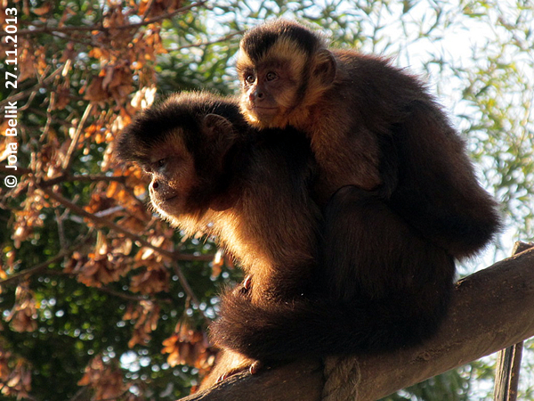 Capuchin monkeys at Zoo Hellbrunn Salzburg