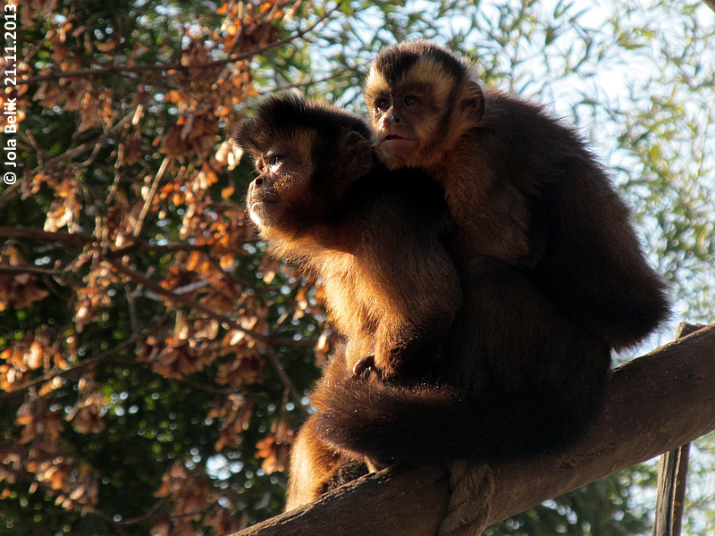 Capuchin monkeys at Zoo Hellbrunn Salzburg
