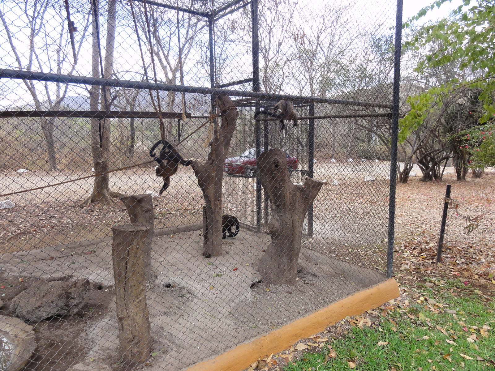 Capuchin Monkeys - cars go by this part of the walking area