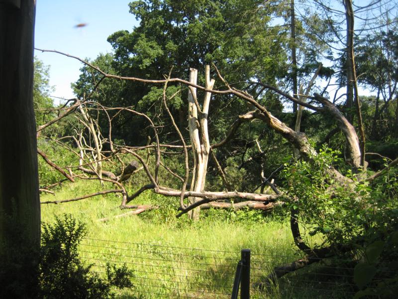 Capuchin monkeys exhibit