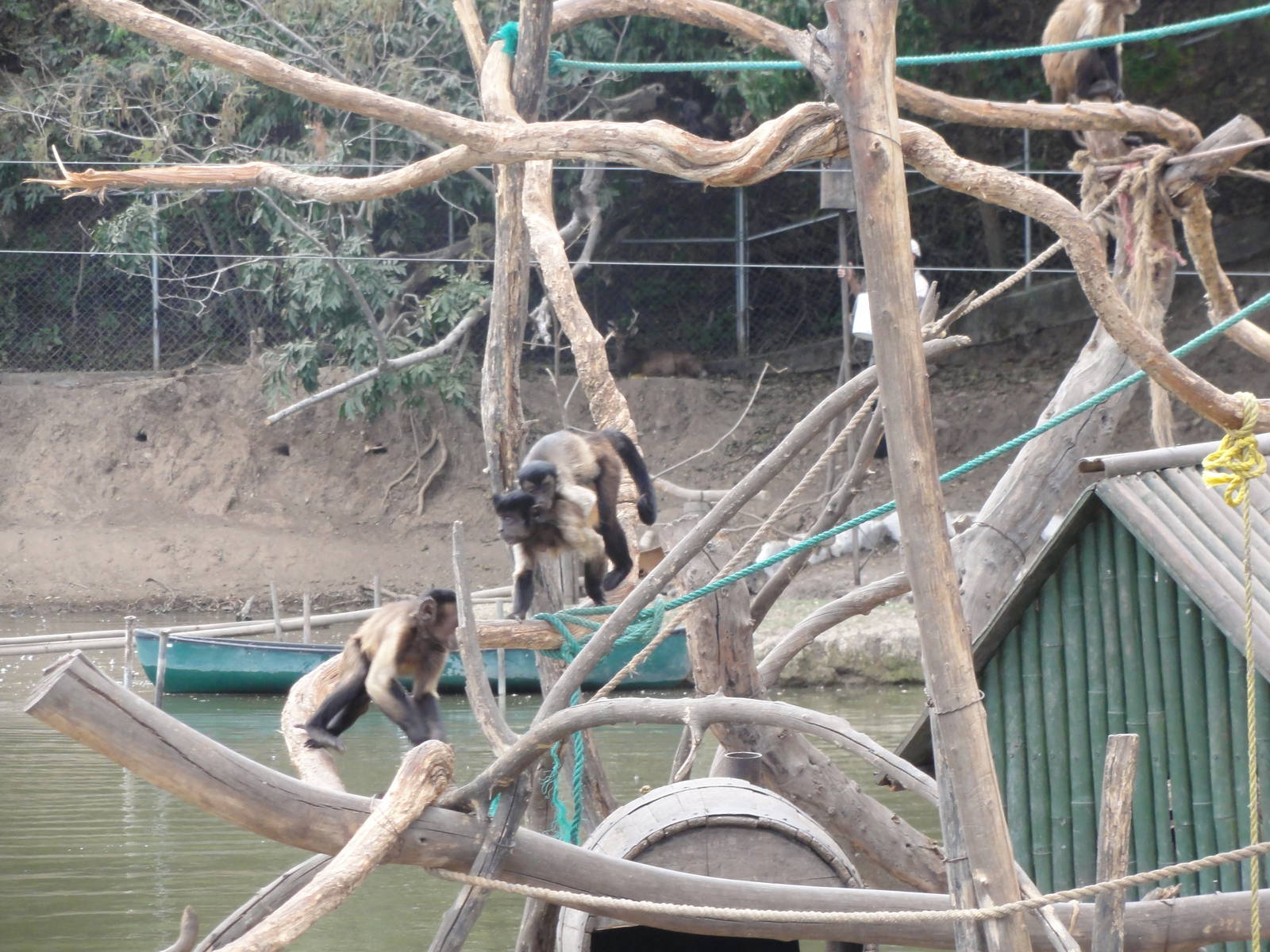 Capuchin Monkeys - on a very small island