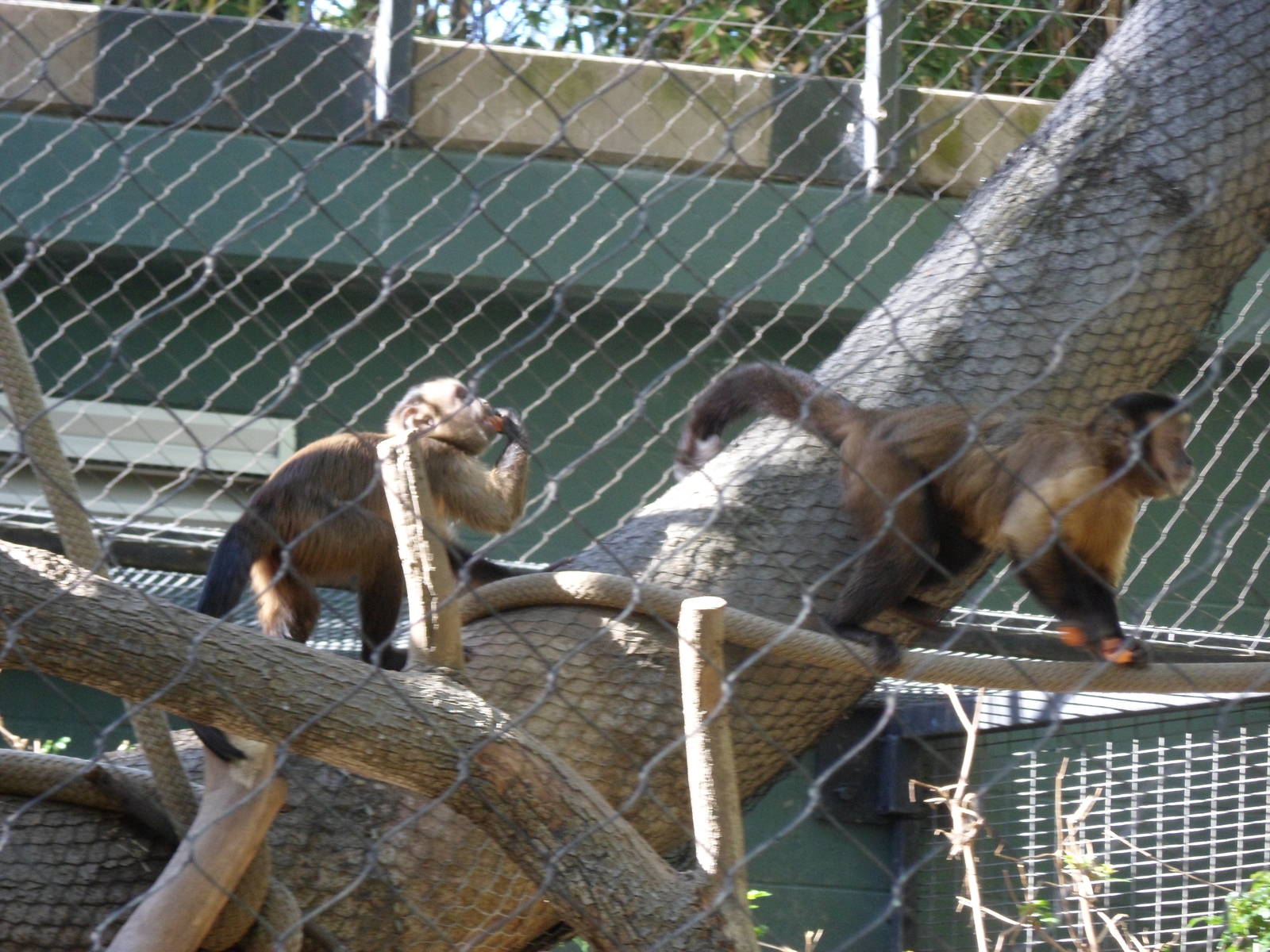 Capuchin Monkeys