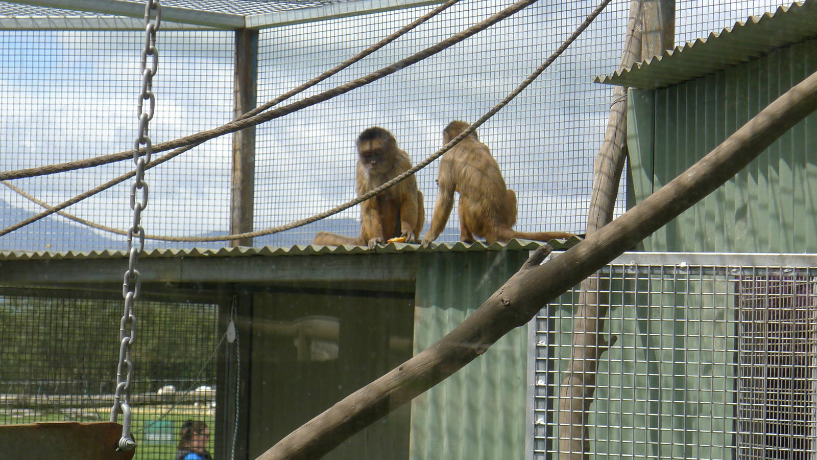 Capuchin Monkeys