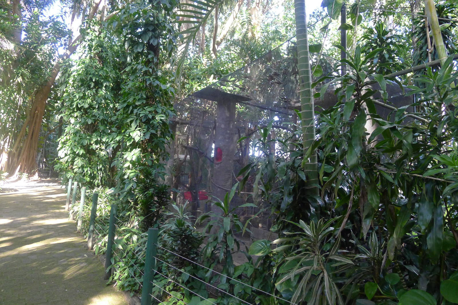 Capuchin Monky enclosure