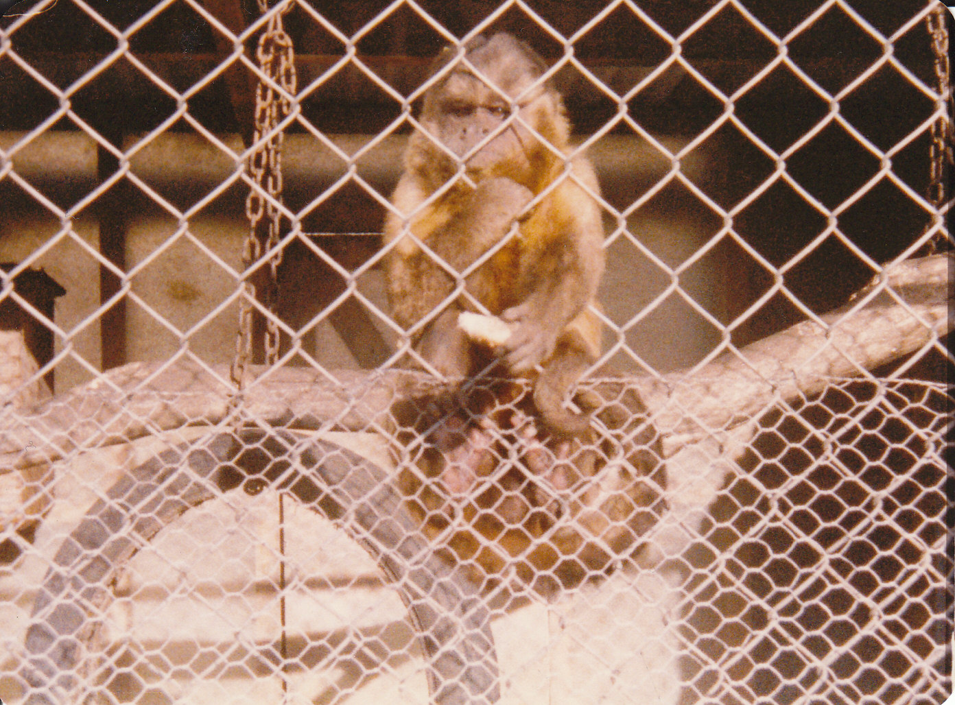 capuchin, North Brighton Zoo, Christchurch