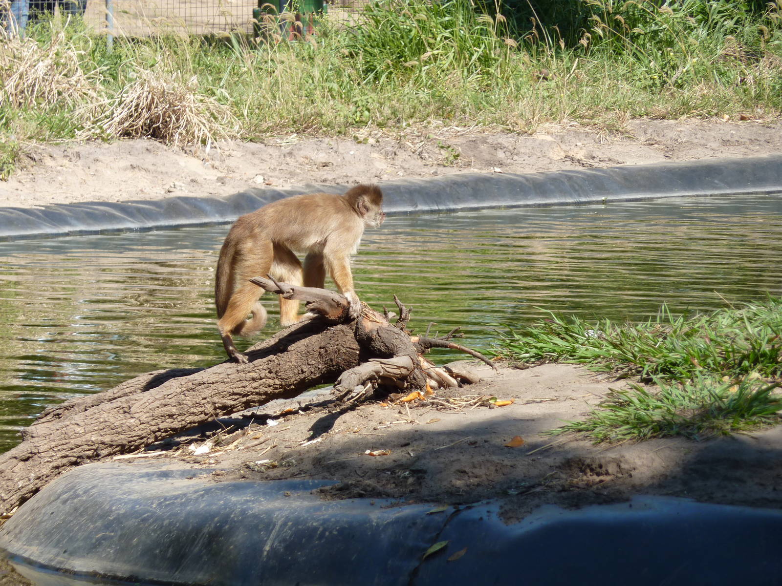 Capuchin on monkey island