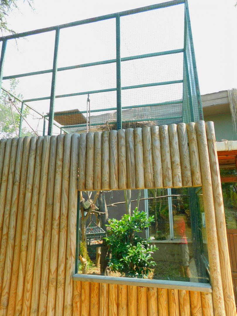 Capuchin outdoor display