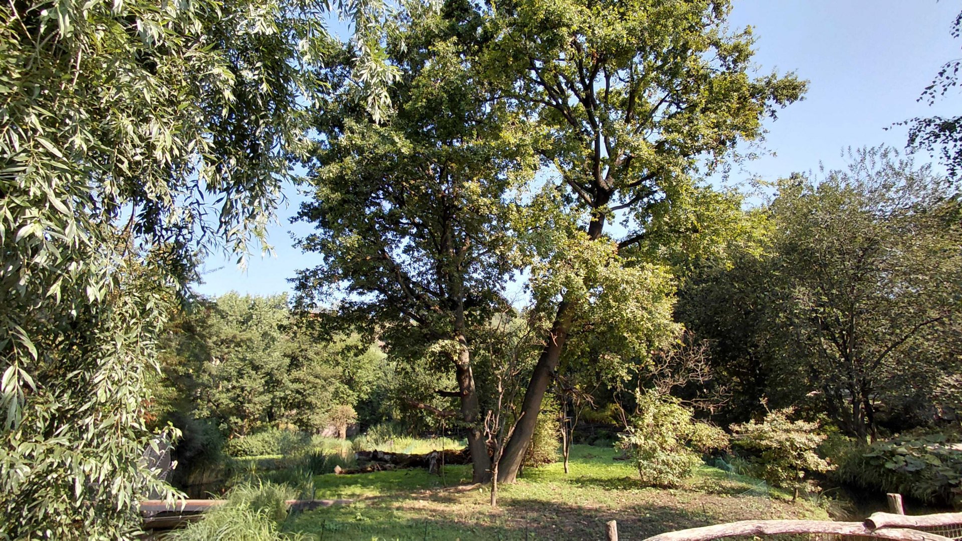Capuchin outdoor exhibit